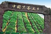 益阳打造全国黑茶产业中心